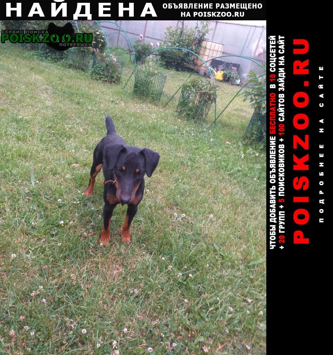 Найдена собака кобель дмитровское шоссе Икша