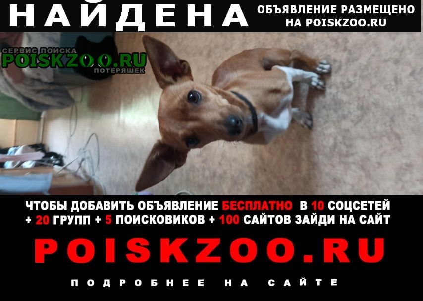 Найдена собака кобель Волгоград