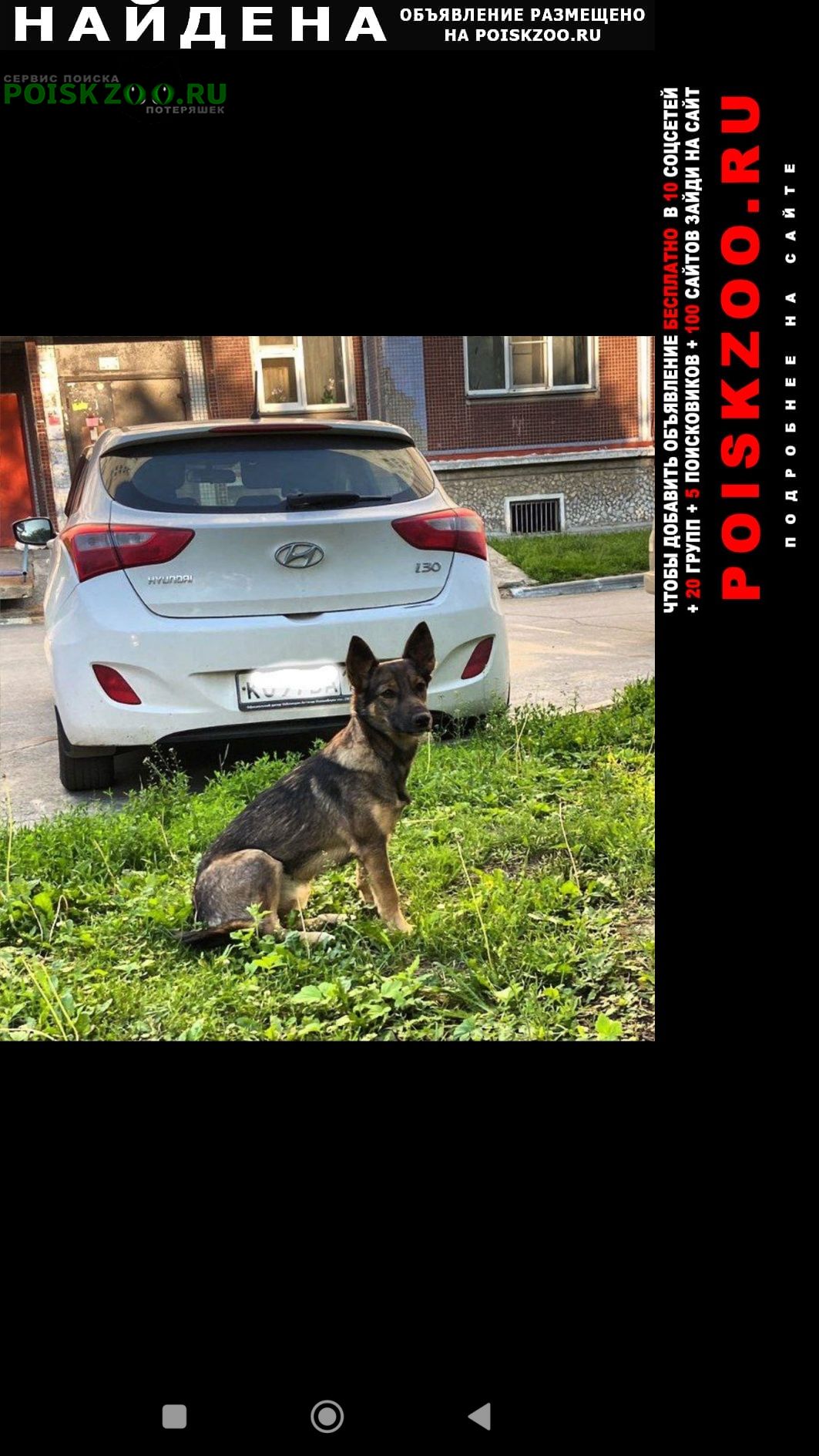Найдена собака кобель выбросили собаку Новосибирск