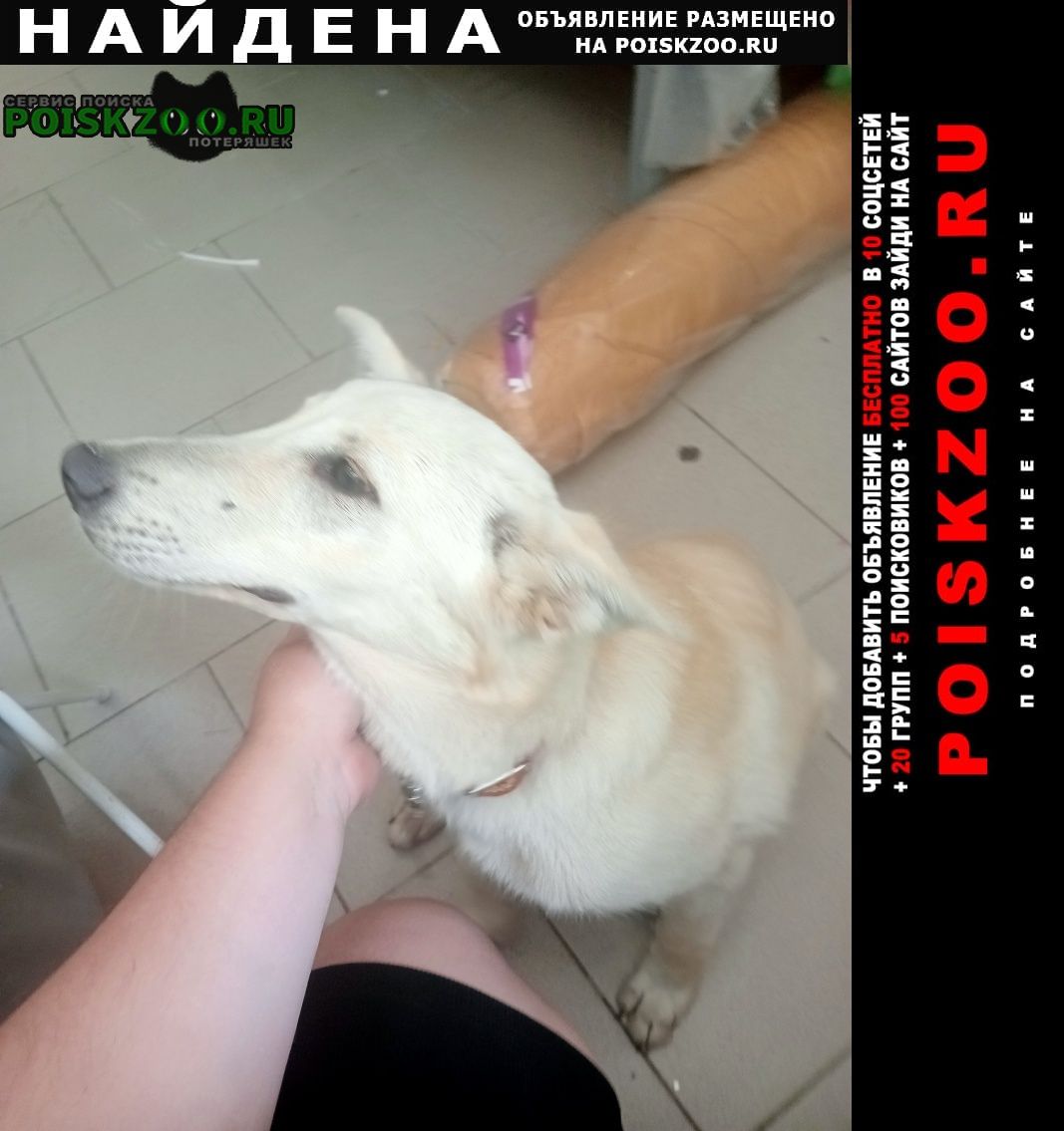 Найдена собака кобель хозяин отзовись Белгород