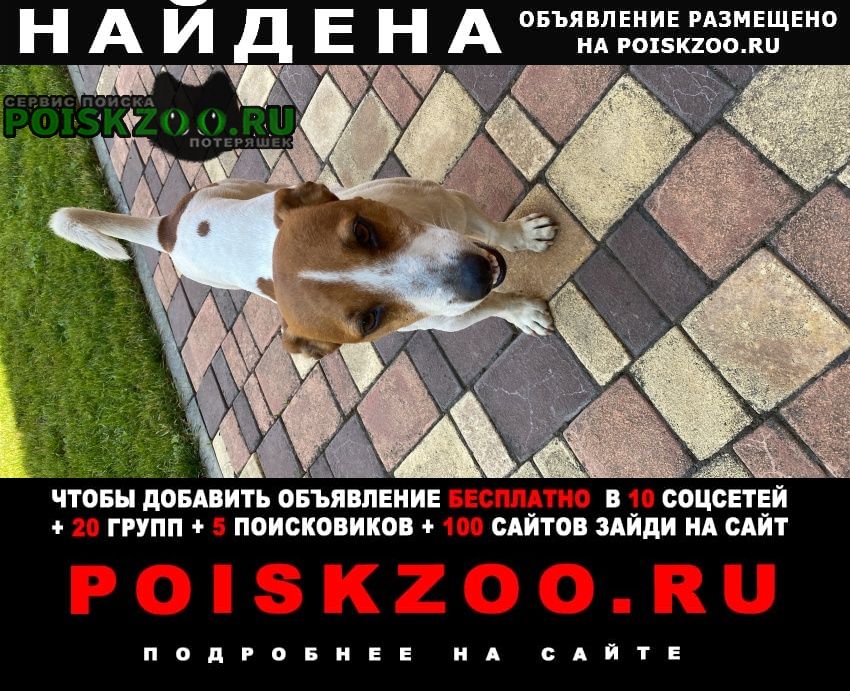 Найдена собака кобель джек рассел, п. северный Краснодар