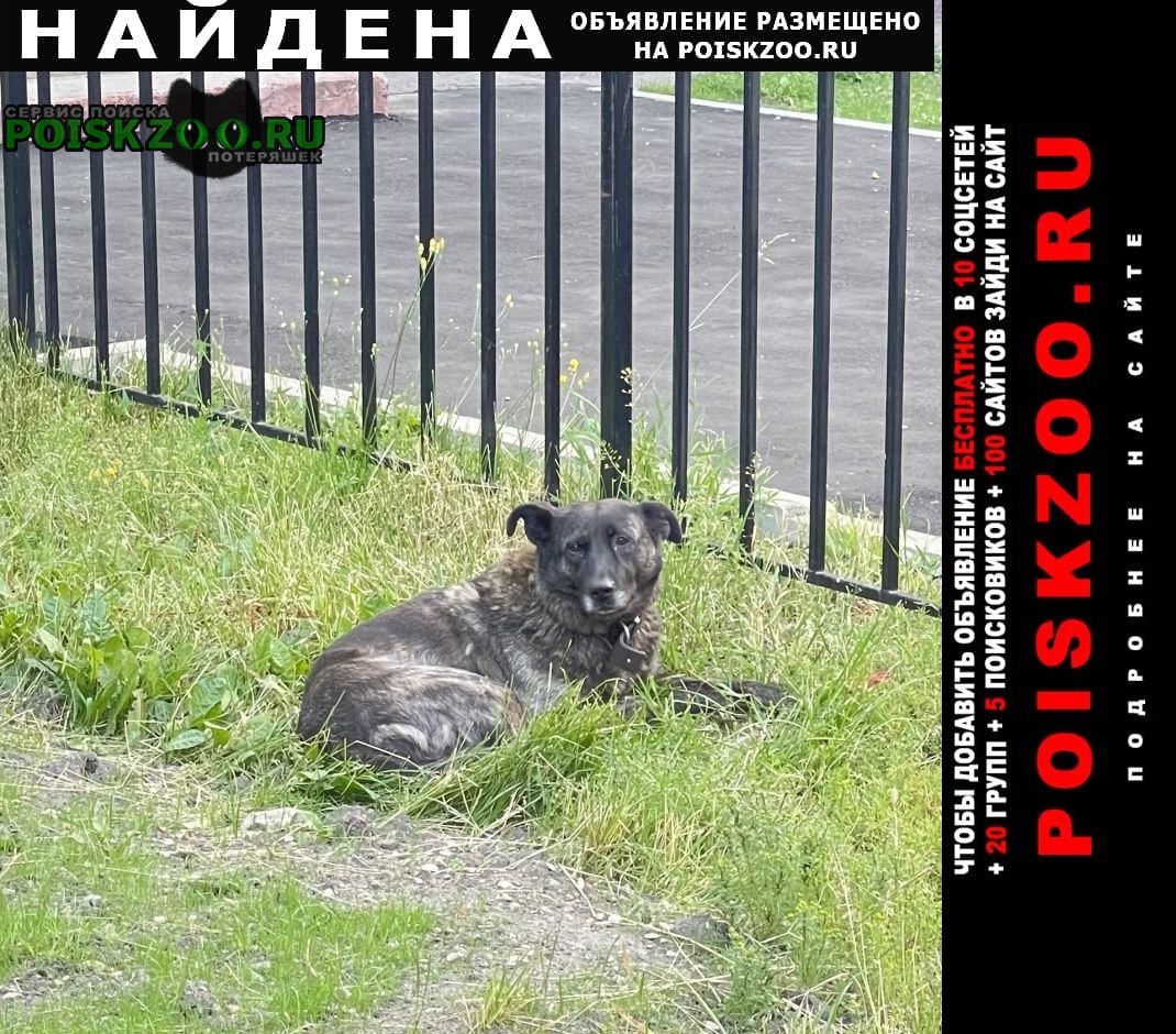 Найдена собака метро войковска, метис в ошейнике Москва