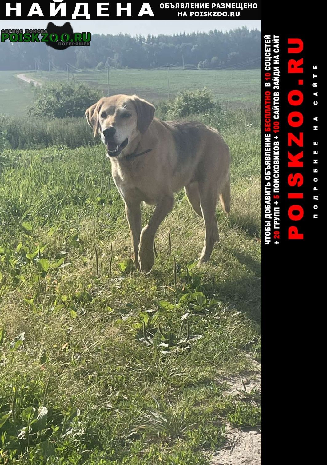 Найдена собака Богородск