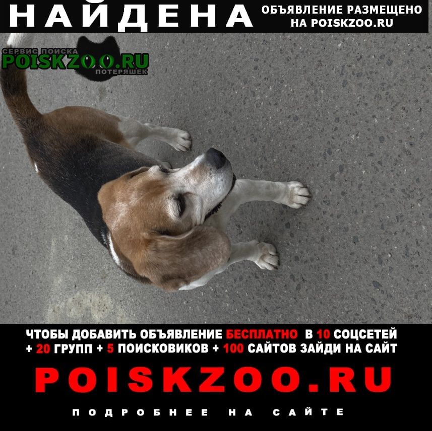 Найдена собака кобель бигль в возрасте Пушкин