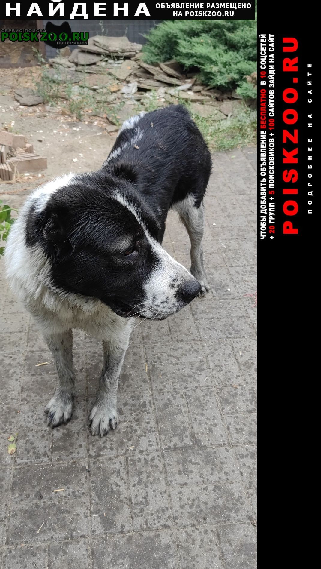 Найдена собака алабай Батайск