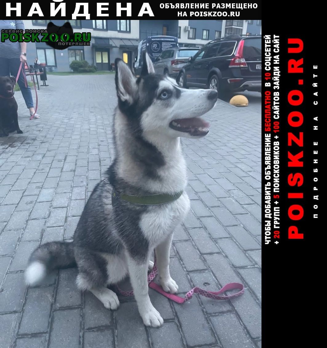 Найдена собака хаски Санкт-Петербург