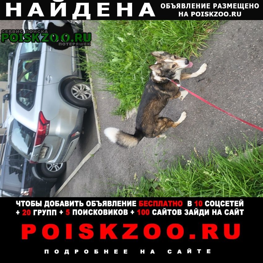 Найдена собака кобель, красногвардейский район Санкт-Петербург