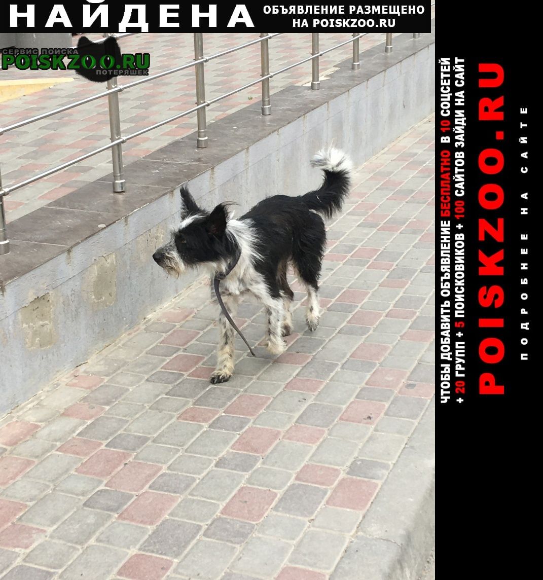 Найдена собака Анапа