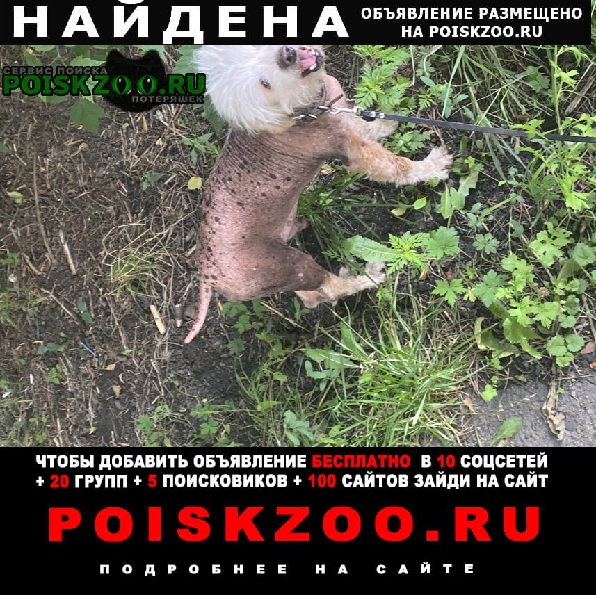 Найдена собака кобель в районе 7 школы Арсеньев