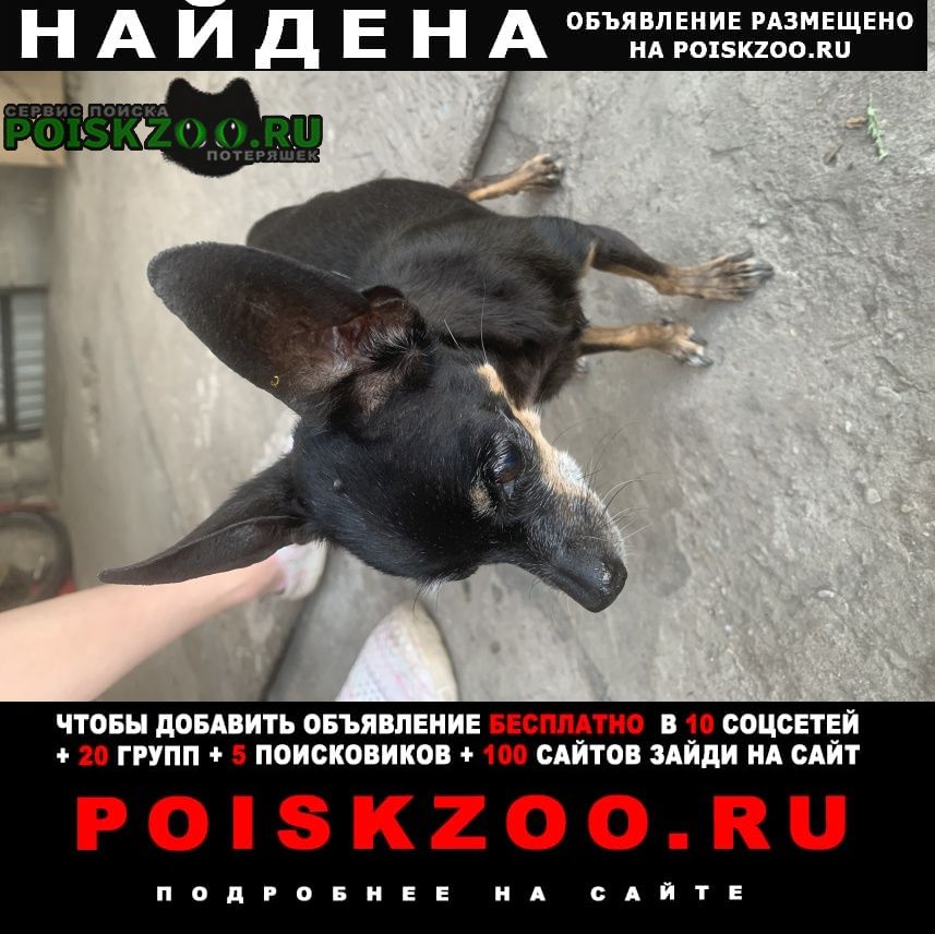 Найдена собака Иркутск