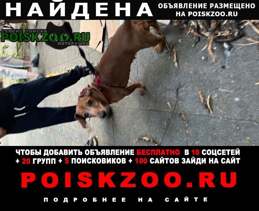 Найдена собака такса рыжая Москва