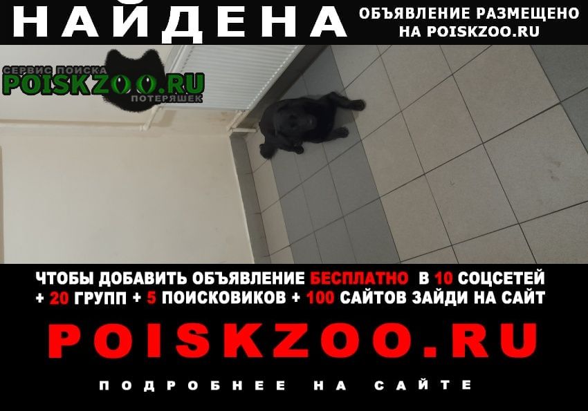 Найдена собака кобель собаку бросил хозян Москва