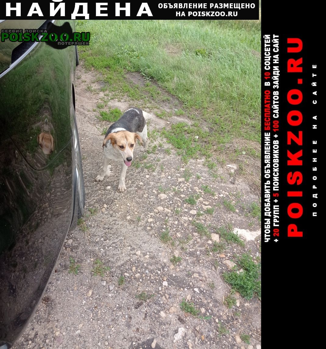 Найдена собака Задонск