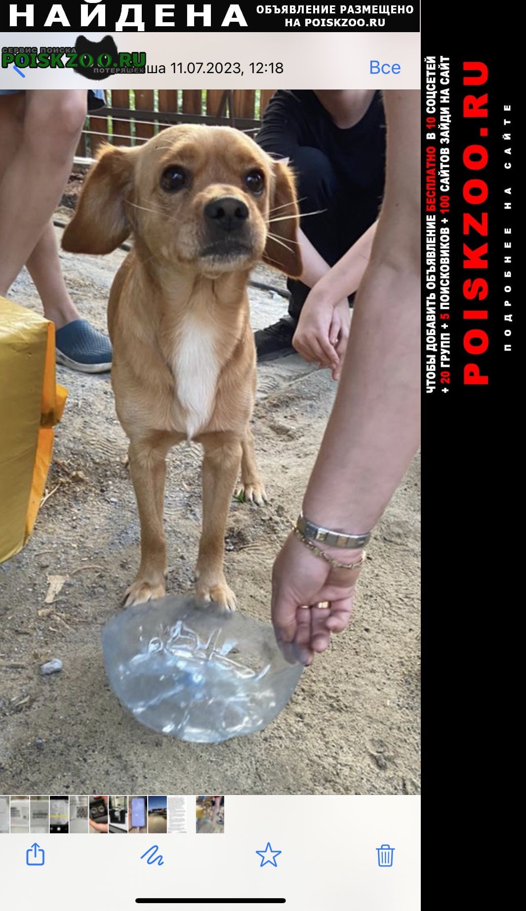 Найдена собака кобель щенок-подросток, похож на боксера Новосибирск