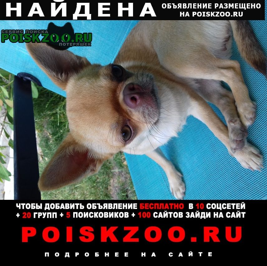Найдена собака ищу хозяина Тимашевск