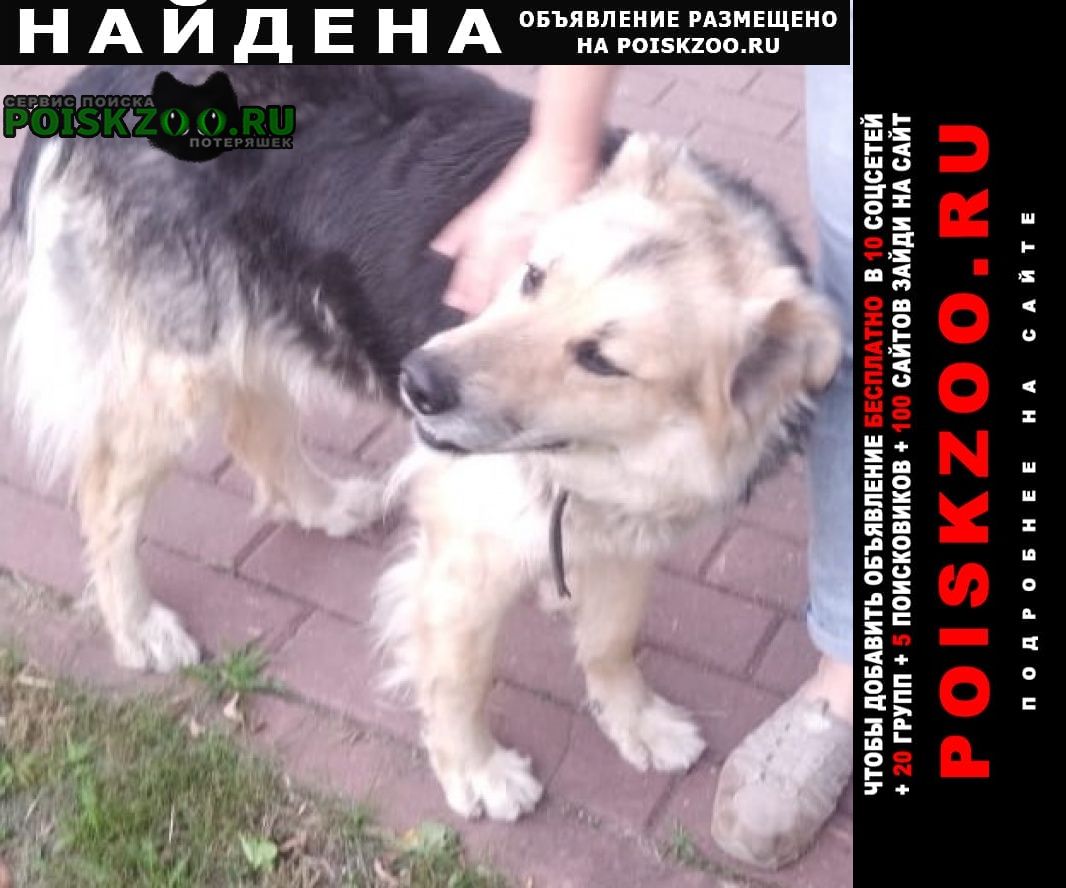 Найдена собака в новой москве Москва