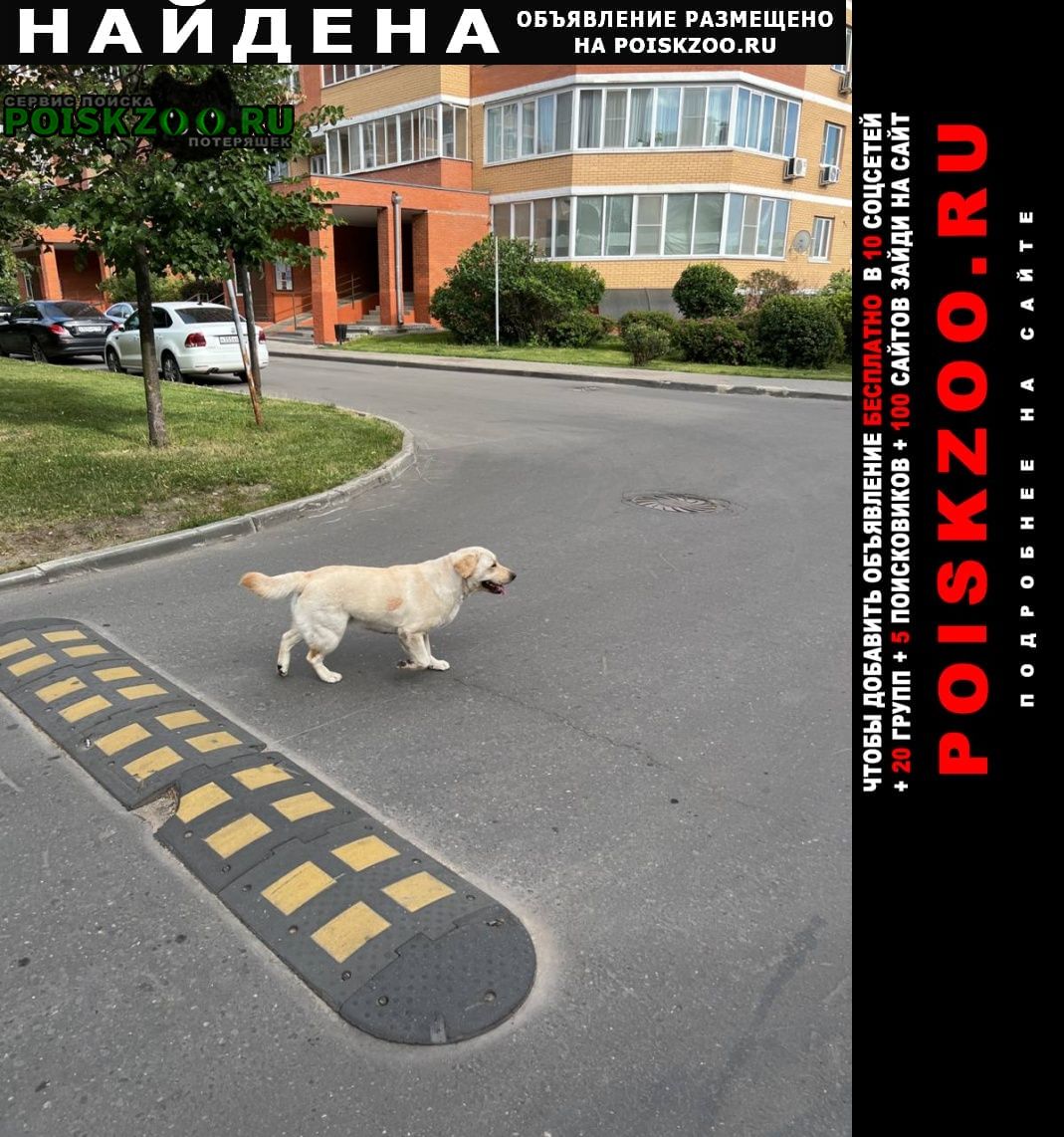 Найдена собака бегает по району родники Подольск