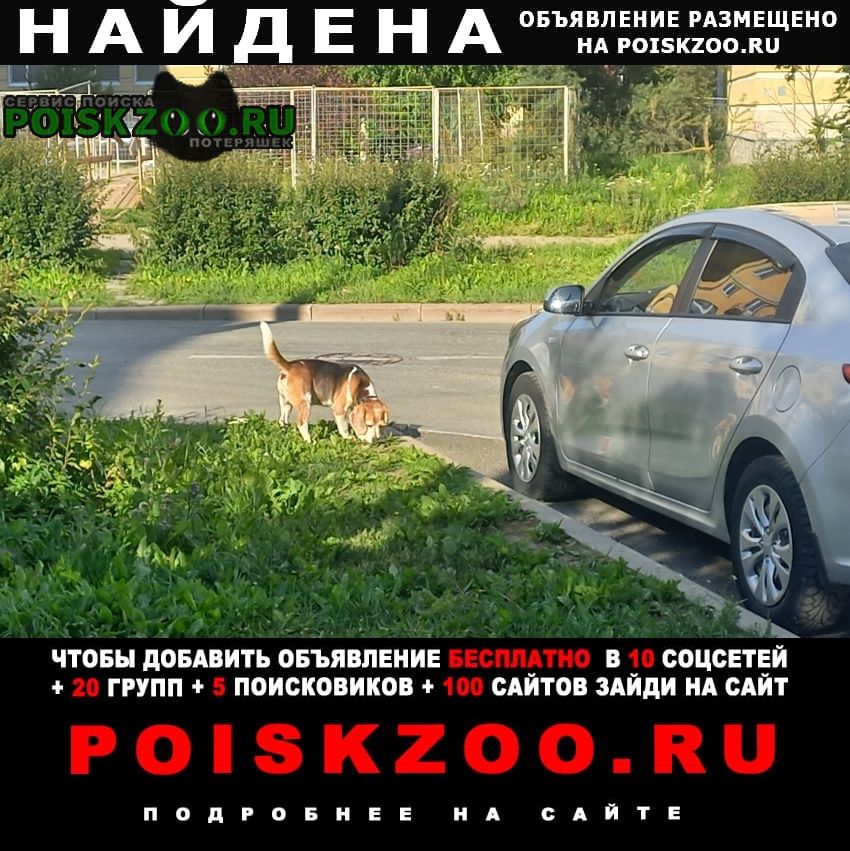 Найдена собака кобель Пушкин