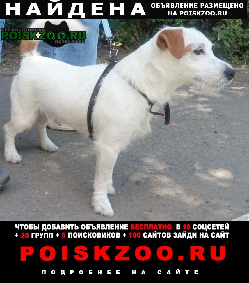 Найдена собака кобель предположительно джек рассел Ульяновск
