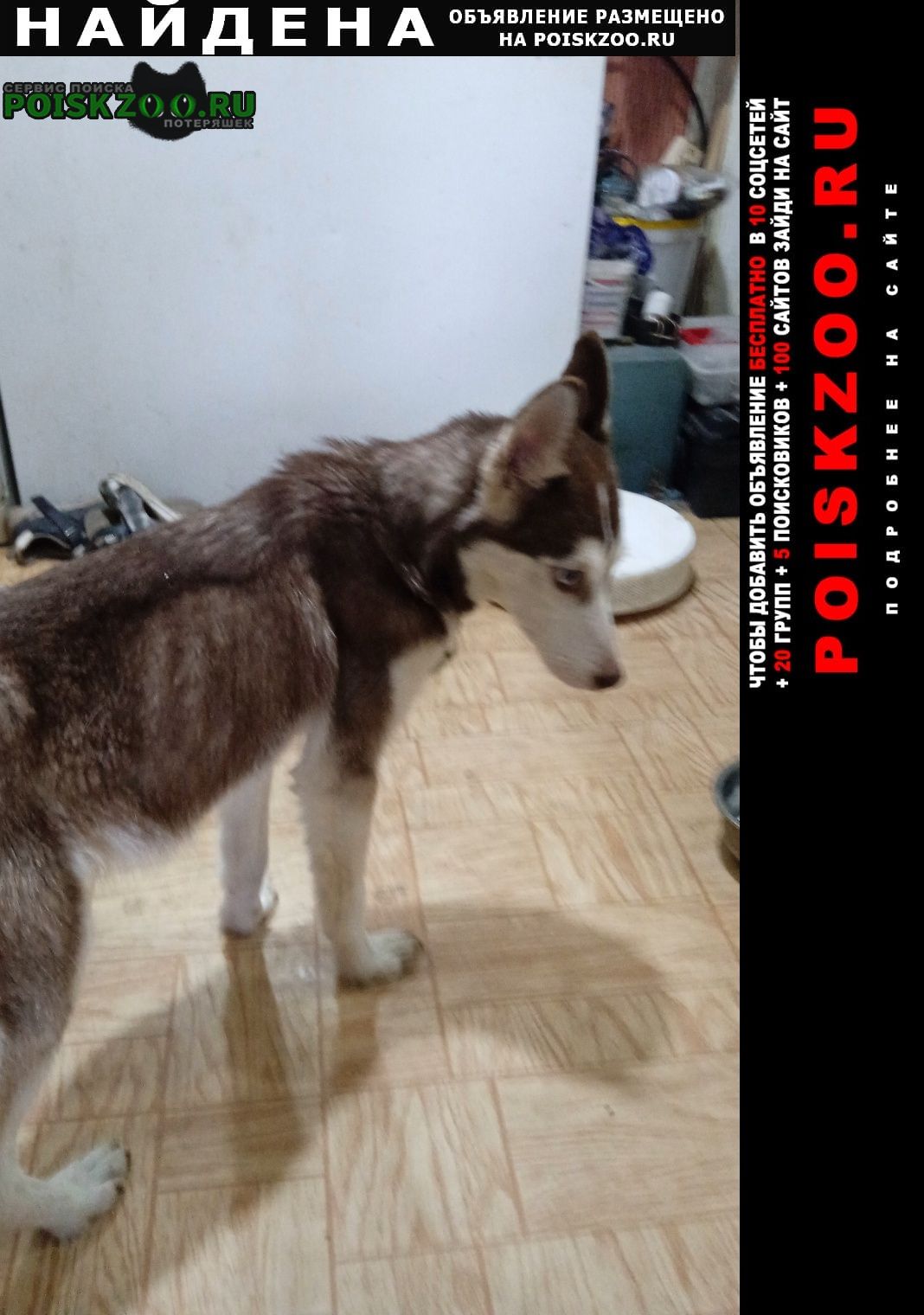 Найдена собака щенок Комсомольск-на-Амуре