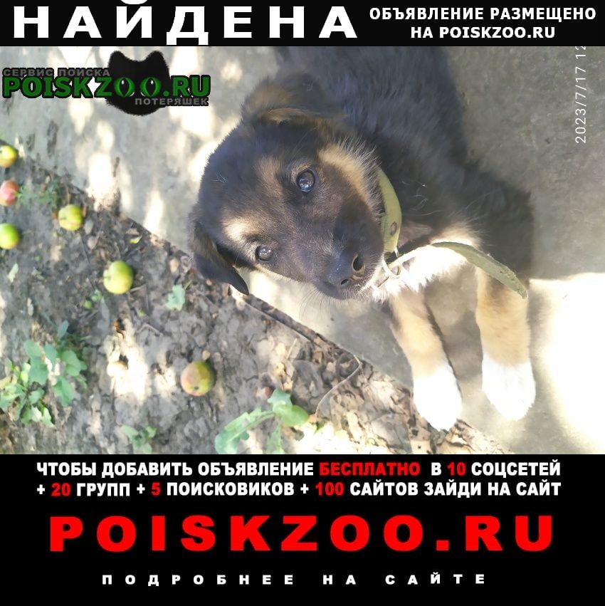Найдена собака щенок-девочка Волгодонск