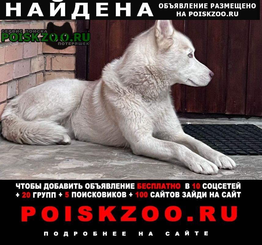 Найдена собака Сергиев Посад