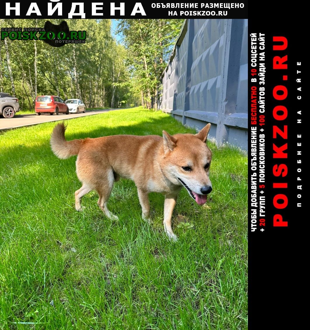 Найдена собака кобель пес на севере москвы Москва