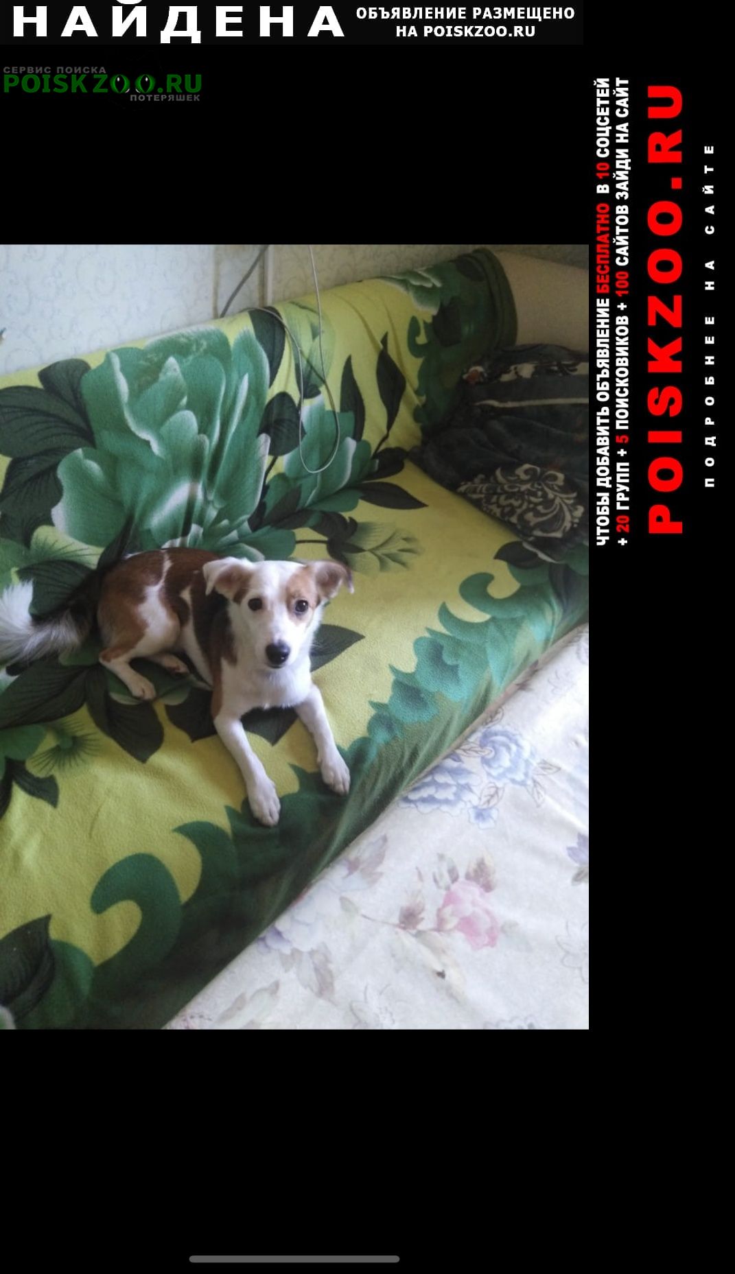 Найдена собака кобель Новочебоксарск