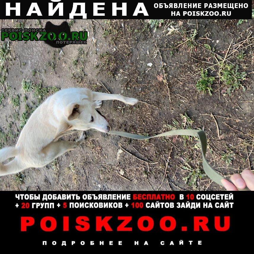 Найдена собака кобель белого цвета в центре казани Казань