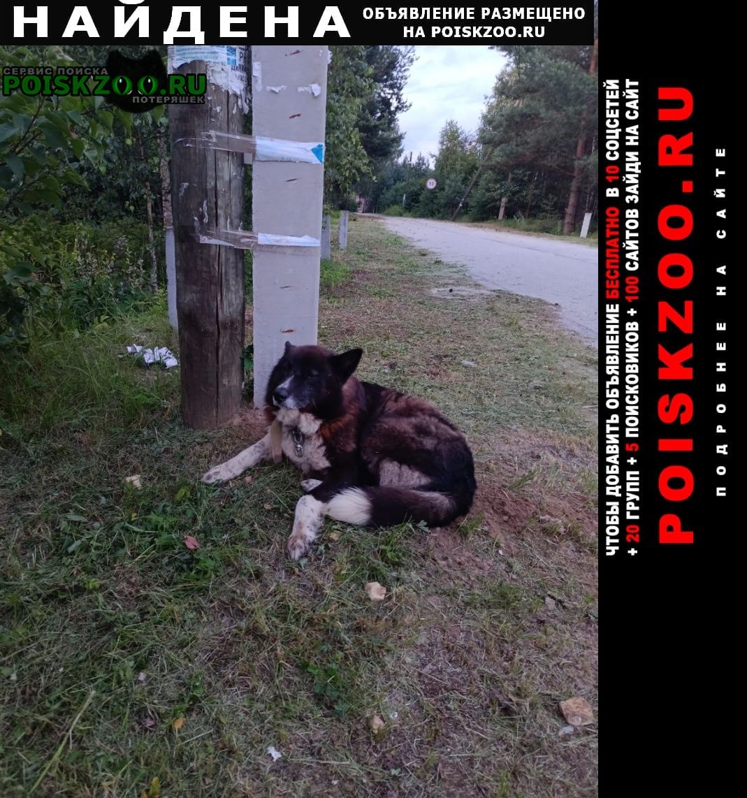 Найдена собака кобель в деревне комары Владимир