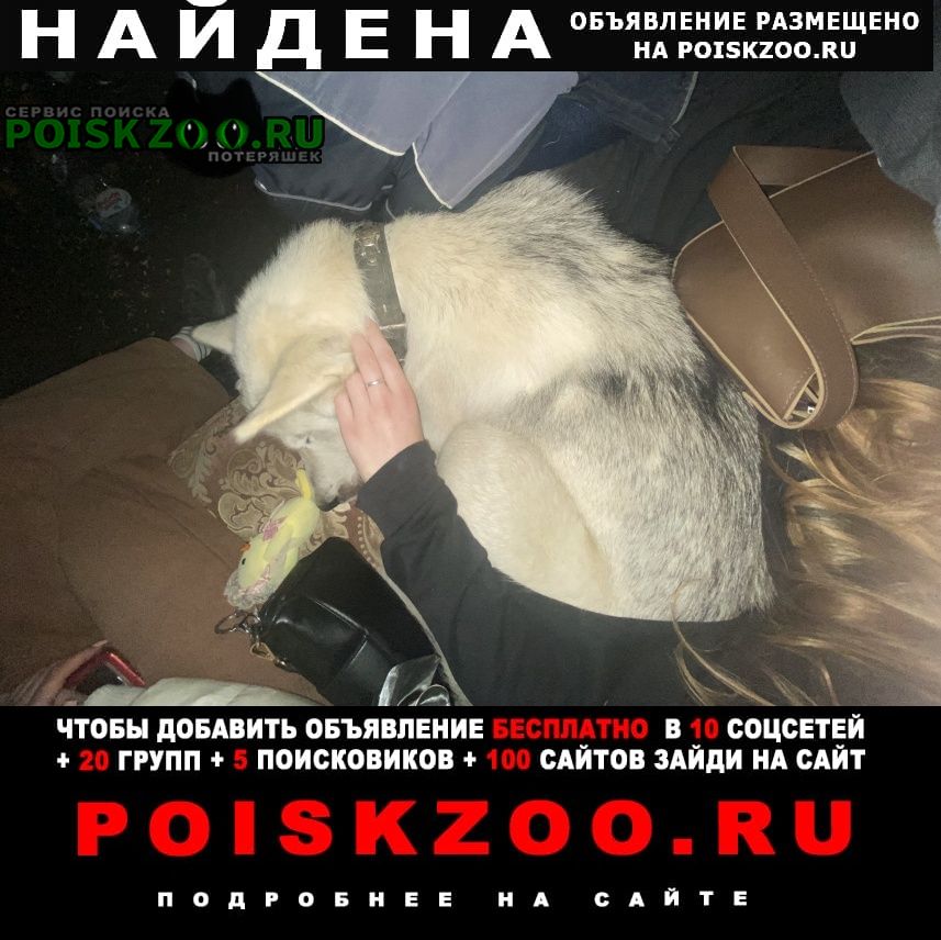 Найдена собака хозяин найдись Александров