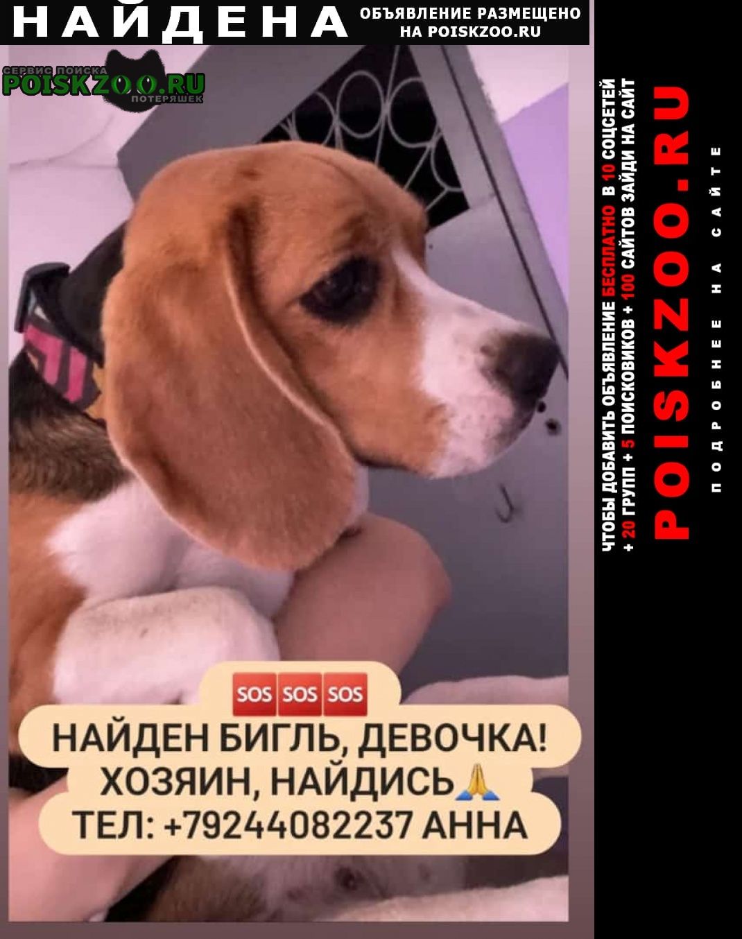 Найдена собака бигль, девочка Хабаровск