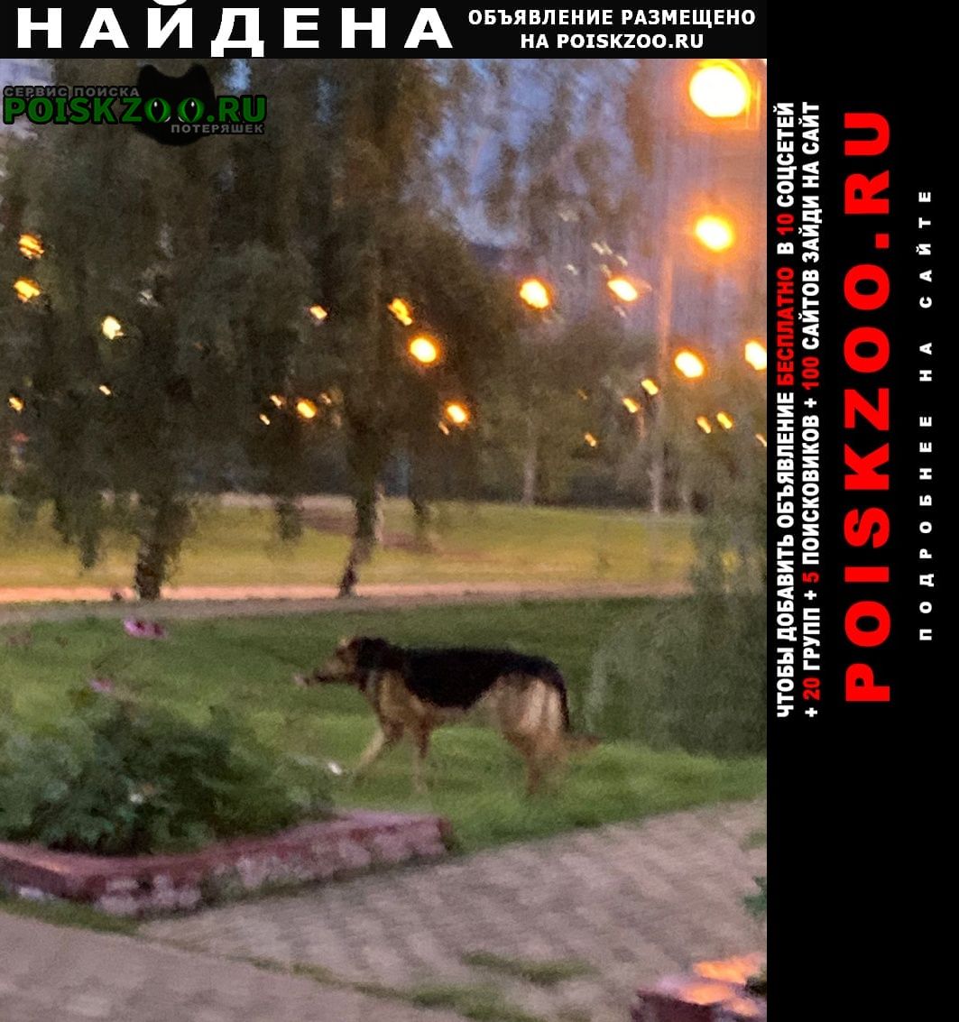 Найдена собака кобель овчарка в парке боровика Москва