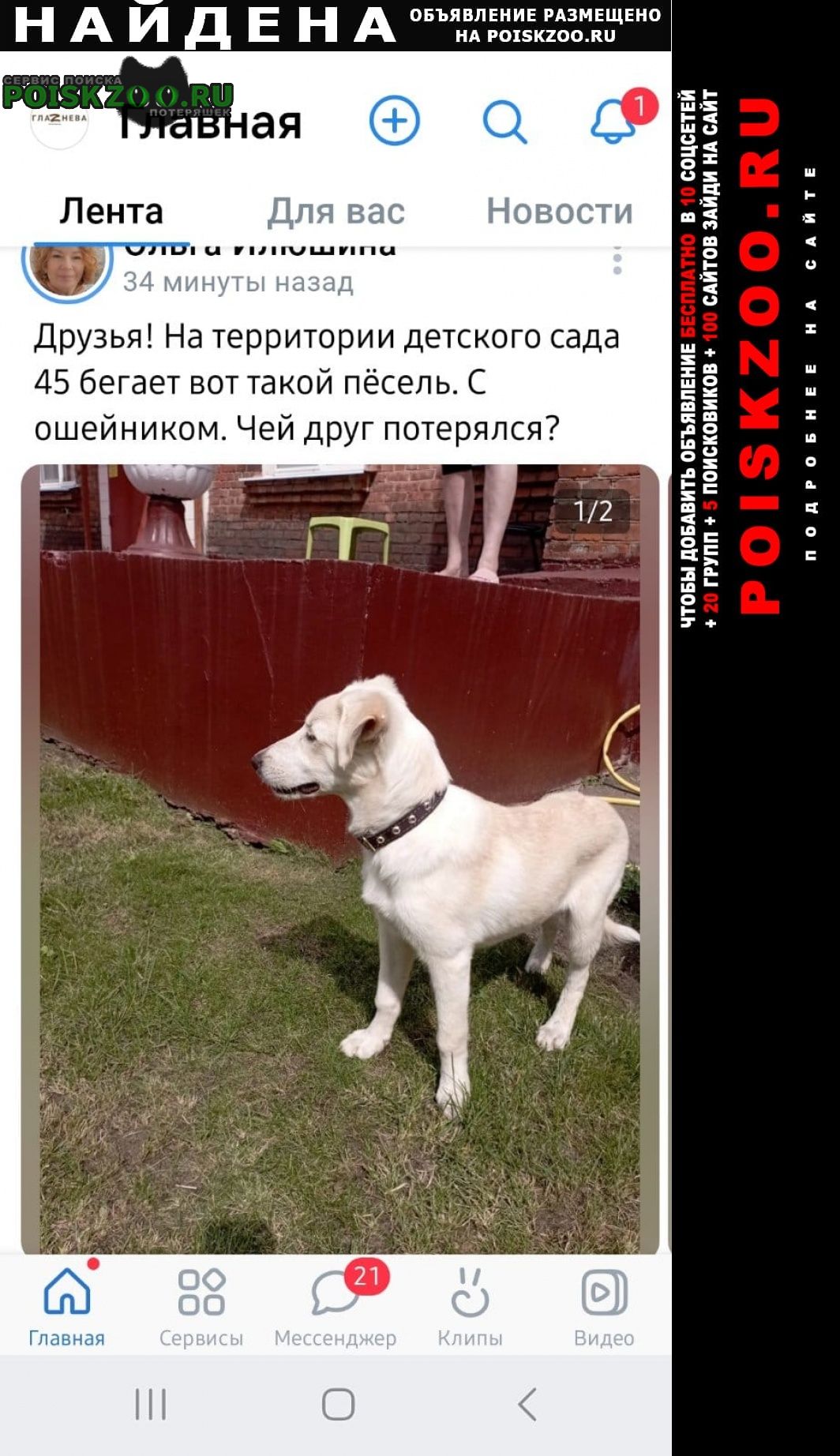 Найдена собака Орехово-Зуево