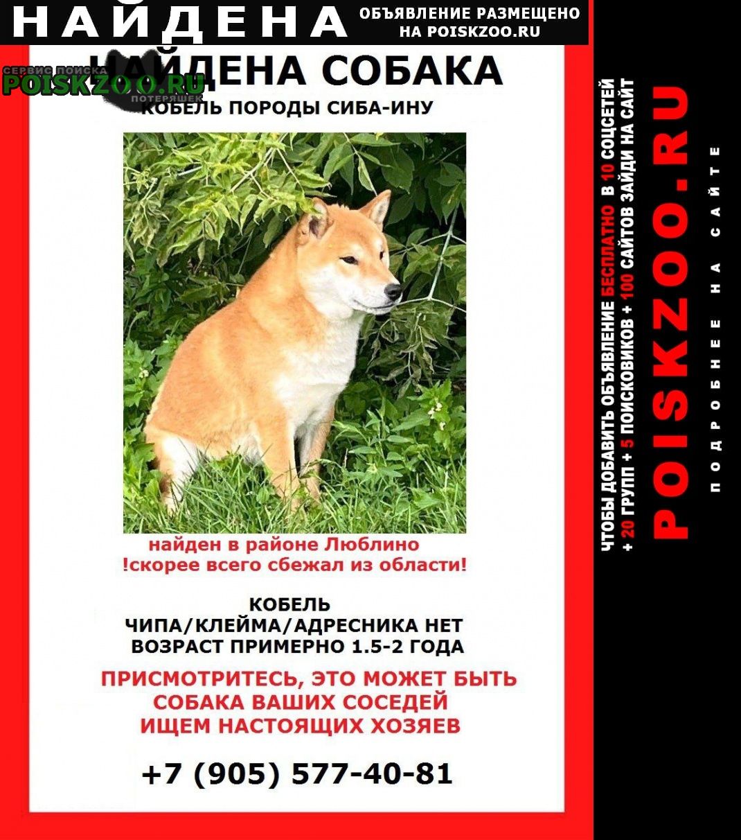 Найдена собака кобель (кобель, мальчик) сиба Москва
