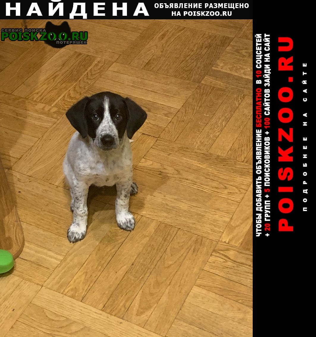 Найдена собака кобель щенок 3 месяца Москва