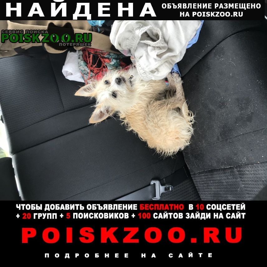 Найдена собака Ярославль