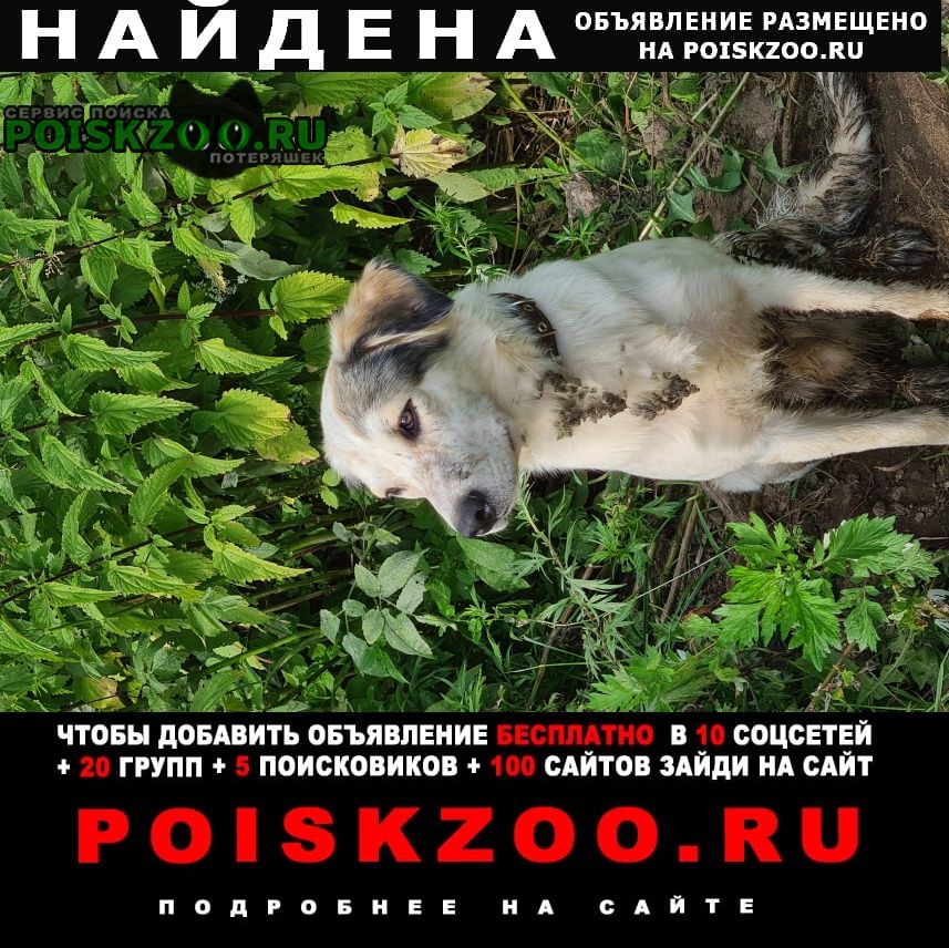 Найдена собака Переславль-Залесский