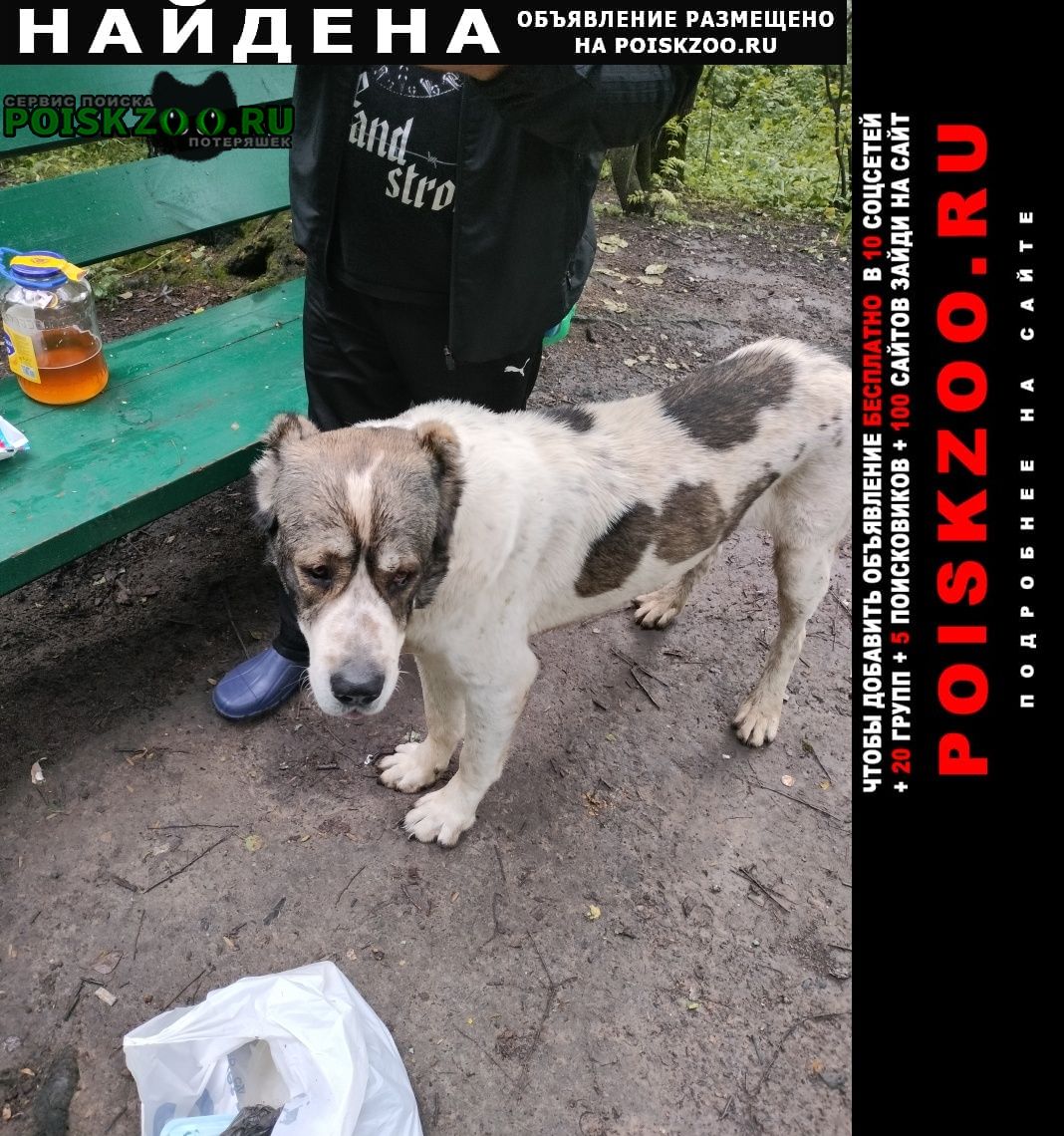 Найдена собака кобель юлия Москва