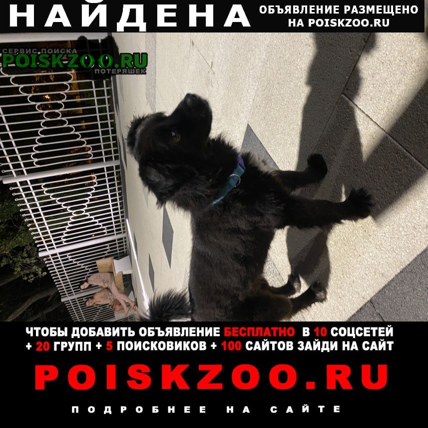 Найдена собака кобель Кабардинка