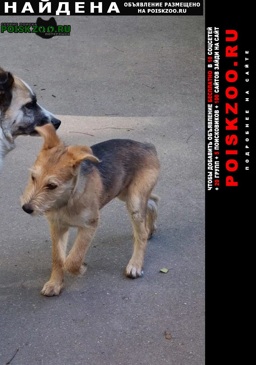 Найдена собака срочно ищу хозяев Москва