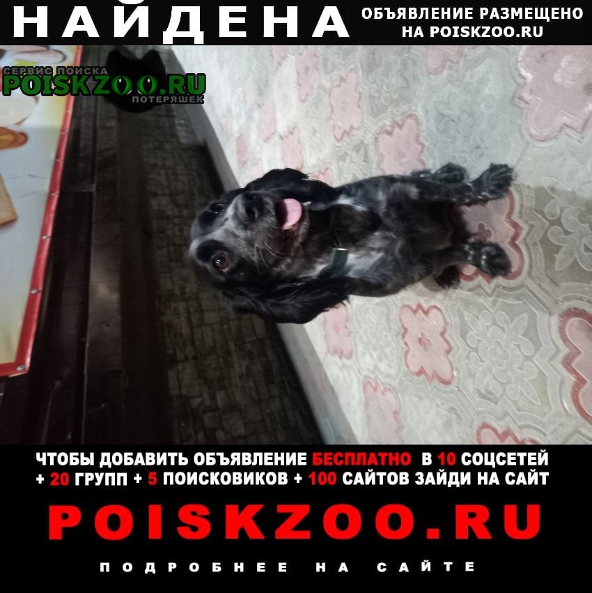 Найдена собака Томск