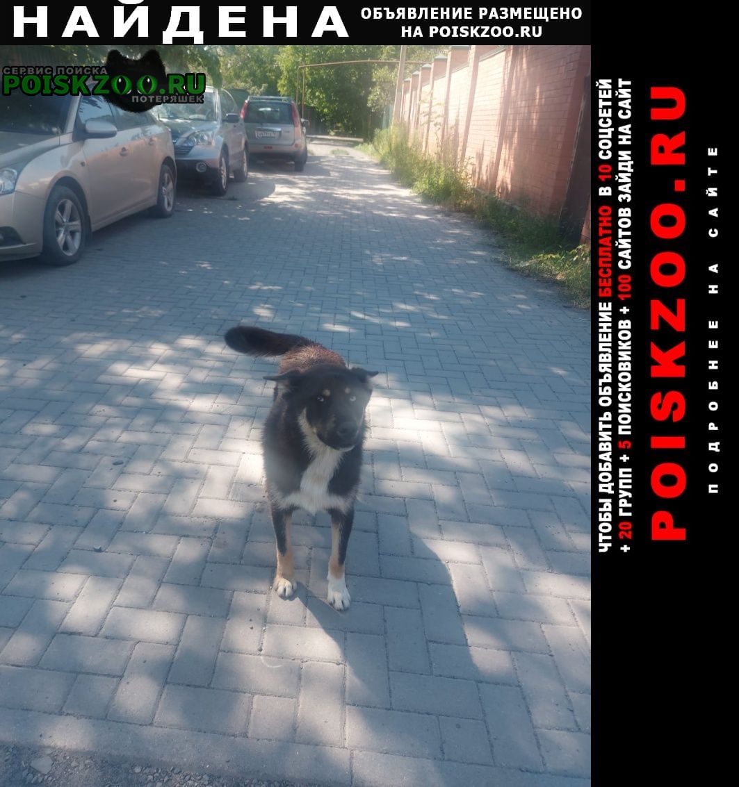 Найдена собака хаски Ростов-на-Дону