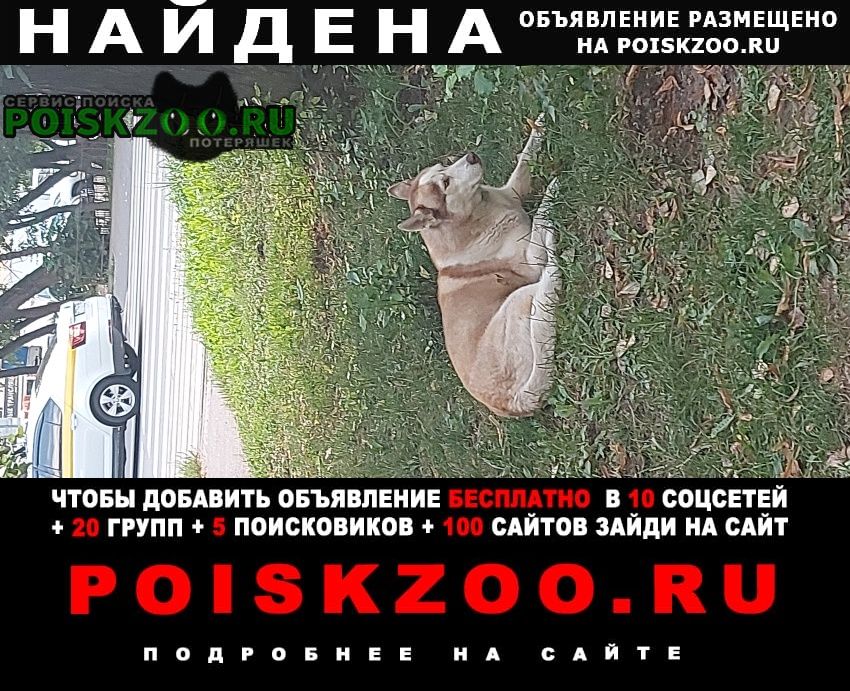Найдена собака хаска с ошейником в виде косточки Москва