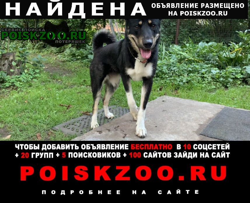 Найдена собака в томилино(люберцы) Москва