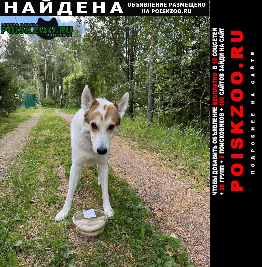 Найдена собака кобель белая лайка с рыжей мордой Санкт-Петербург