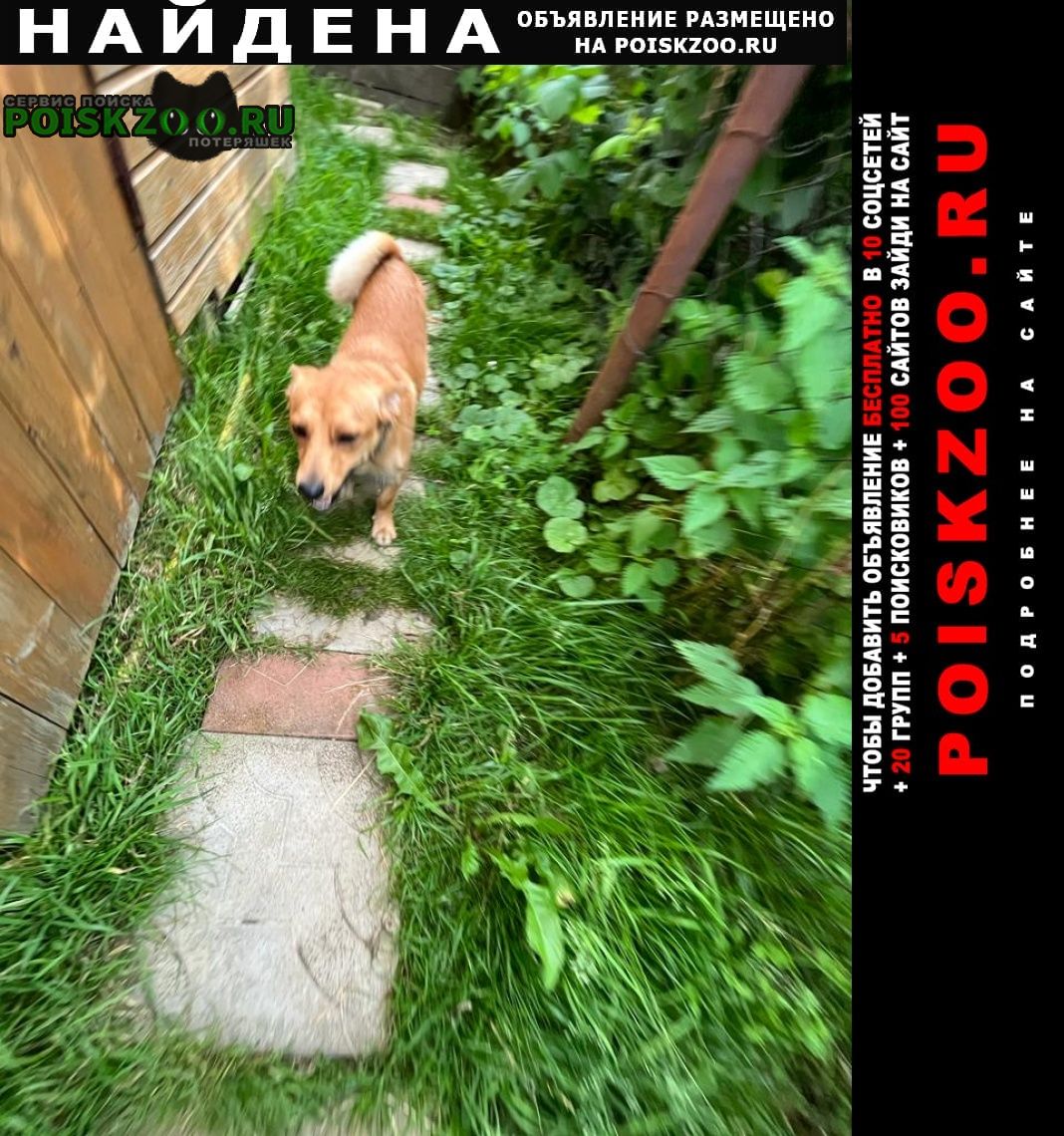 Найдена собака кобель Кубинка