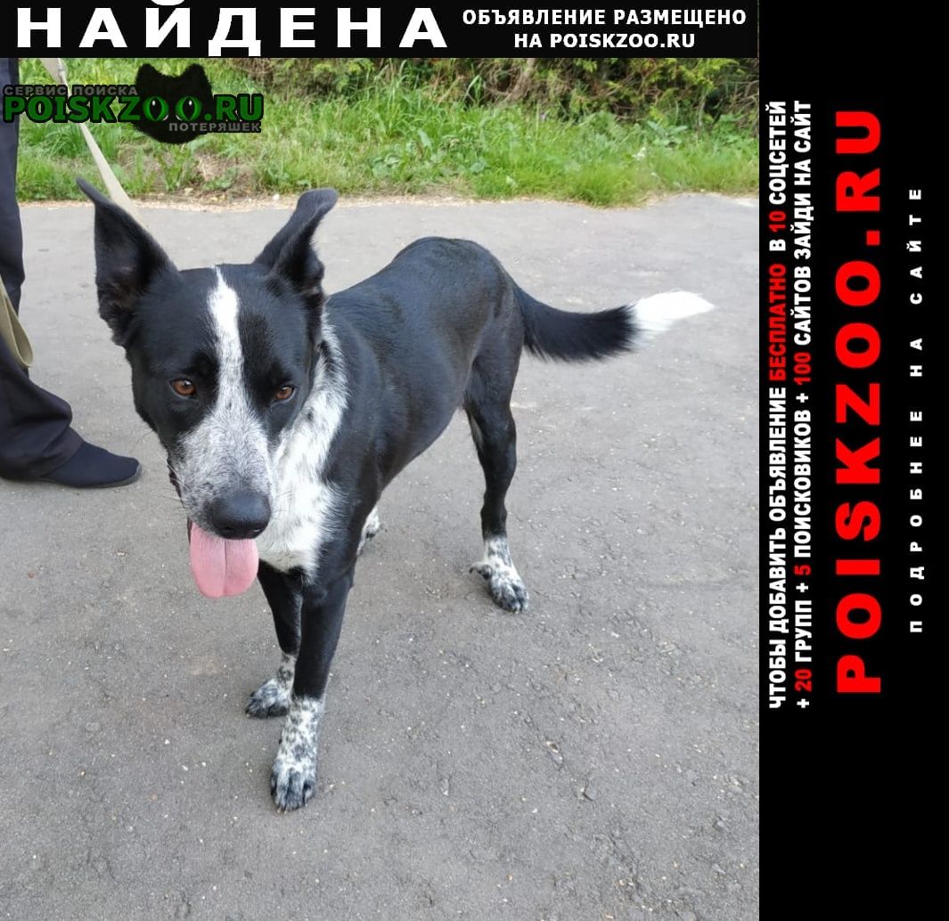 Найдена собака кобель Нарофоминск