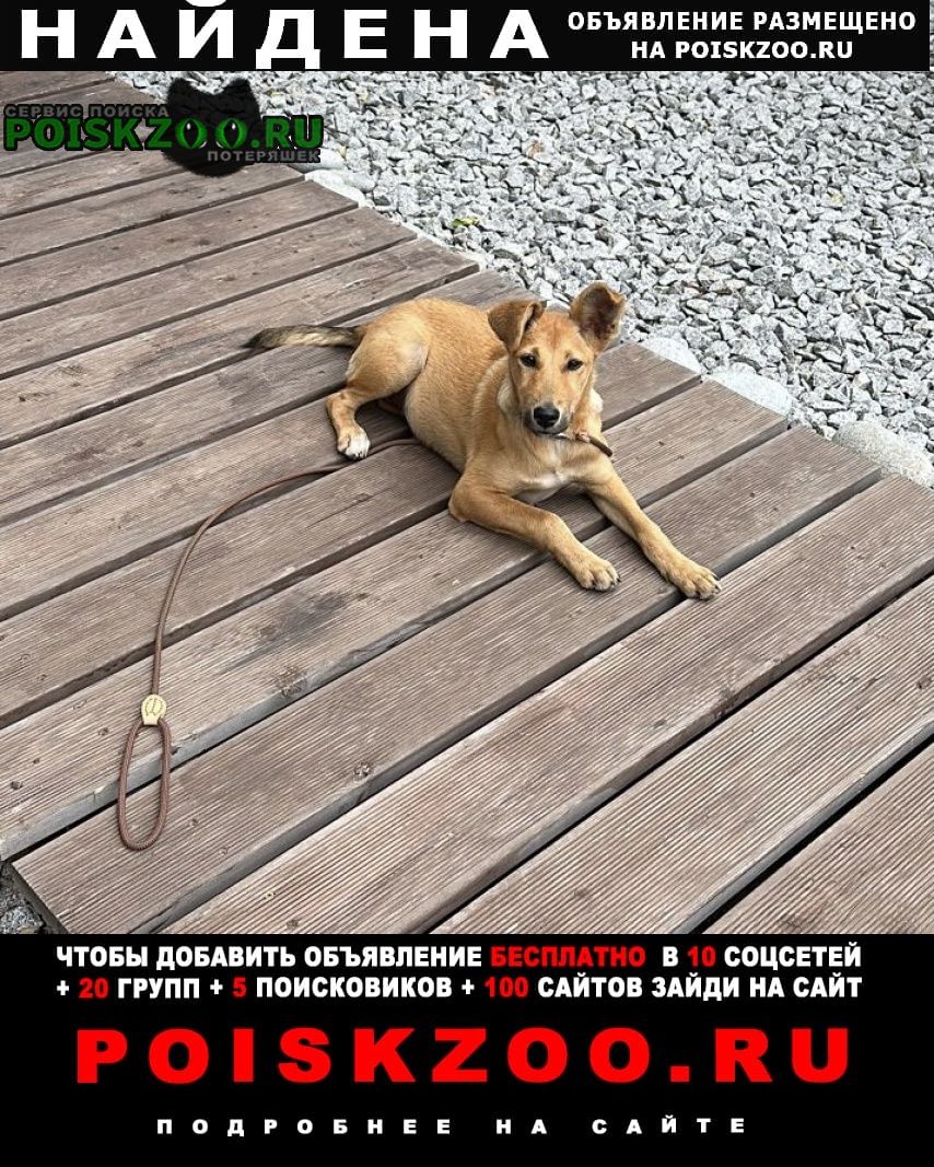 Найдена собака девочка, 4-5 месяцев, рыжая Хабаровск