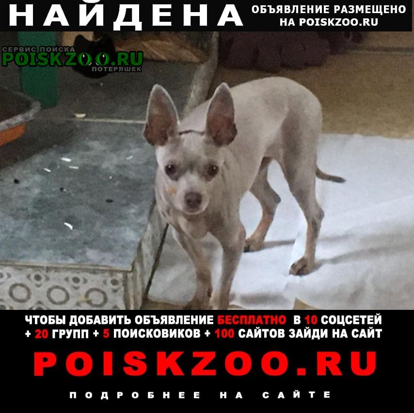 Найдена собака кобель Раменское